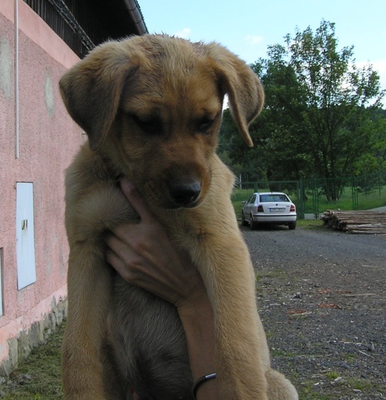 Labrador