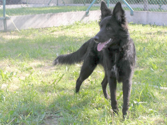 Bára