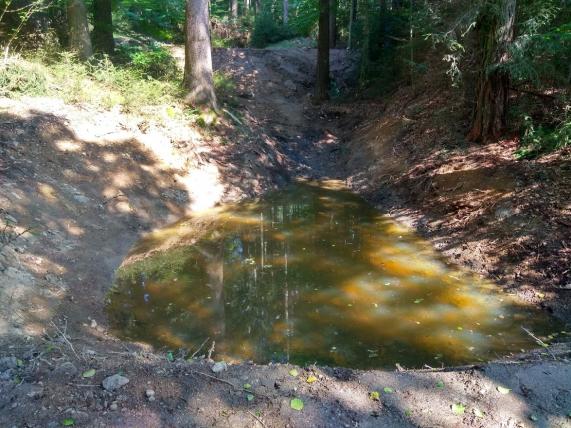 Lesní tůňka u&nbsp;Bystřice