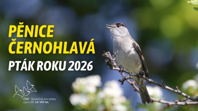 ptak roku 2026