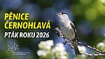 ptak roku 2026